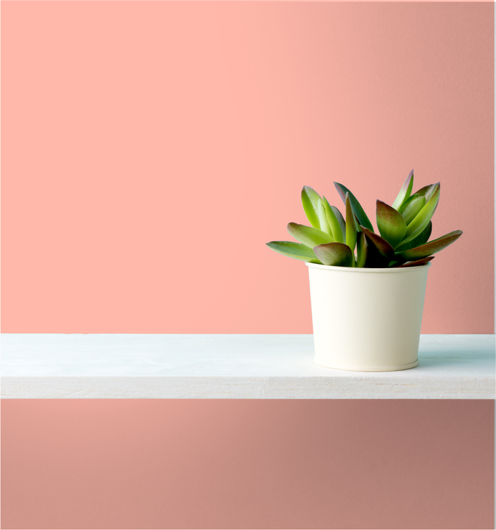 Bashful Blush Wm17Cc 109-4-Paint by Wallmaster Paints