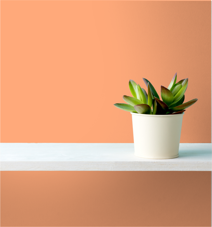 Orange Delicia Wm17Cc 103-5-Paint by Wallmaster Paints